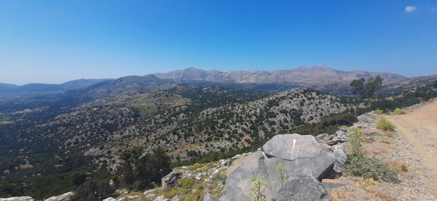Crete: Olive, Wine, & Raki on a Flavorful Culinary Journey - Should you book this olive, wine, and raki journey?