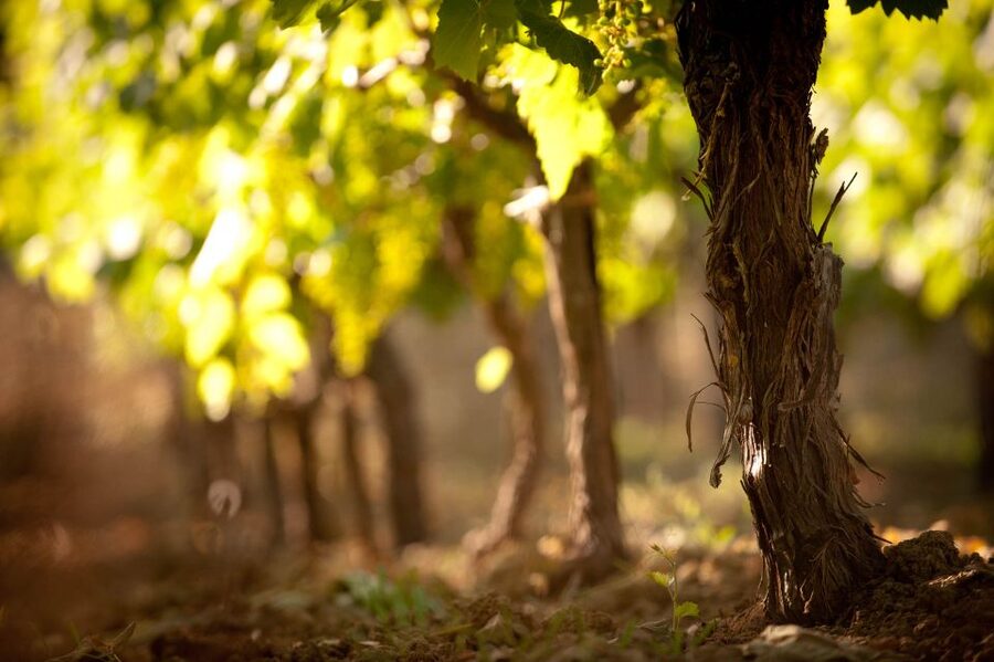 Crete: Olive, Wine, & Raki on a Flavorful Culinary Journey - Olive, wine, and raki, the flavors are the schedule