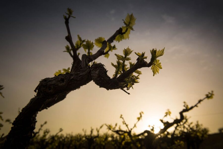 Crete: Olive, Wine, & Raki on a Flavorful Culinary Journey - Skalani olive grove farm and mill tour in 2 hours