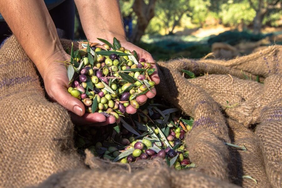 Crete: Olive, Wine, & Raki on a Flavorful Culinary Journey - Stironas winery and Rakokazano raki tastings with local snacks