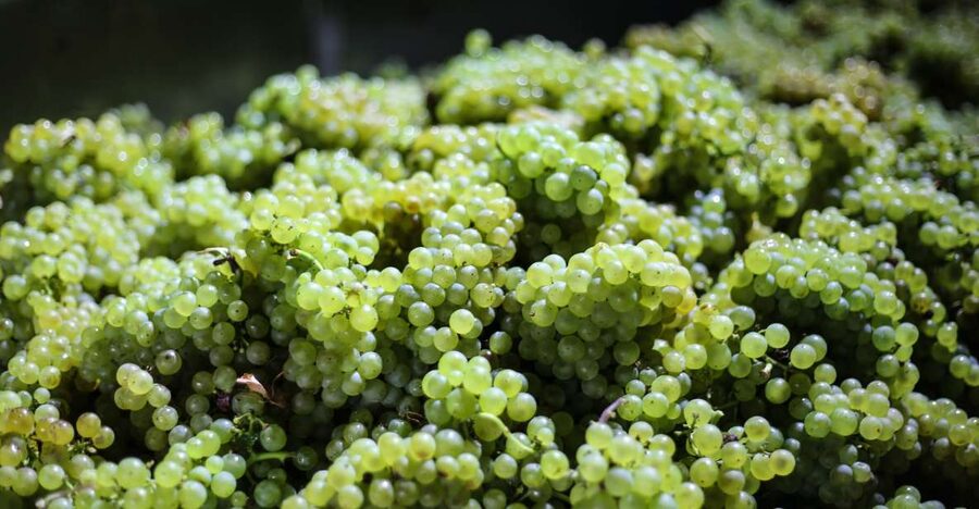 Crete: Olive, Wine, & Raki on a Flavorful Culinary Journey - What you learn about Cretan terroir from three tastings