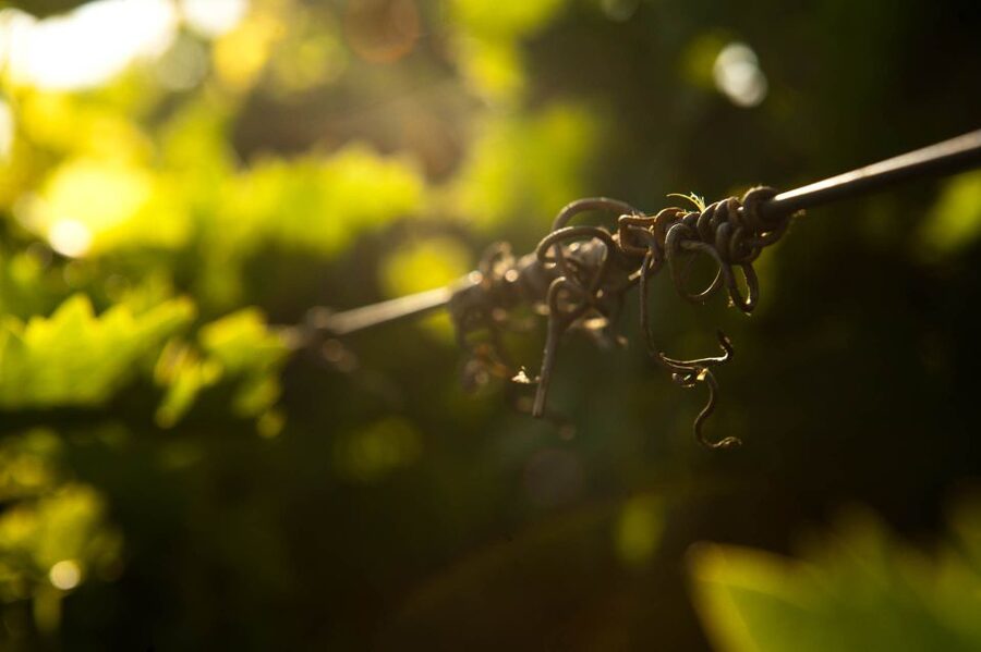 Crete: Olive, Wine, & Raki on a Flavorful Culinary Journey - Price and value for $126 a fair deal