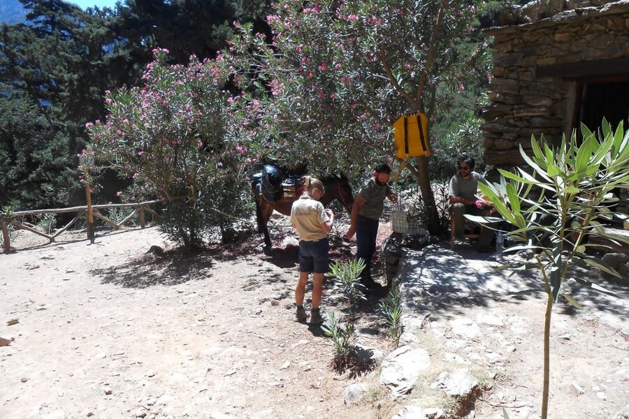 Crete: Samaria Gorge Hiking with transfer and expert Escort - From Pickup to Omalos Plateau: Your Day Starts Smooth