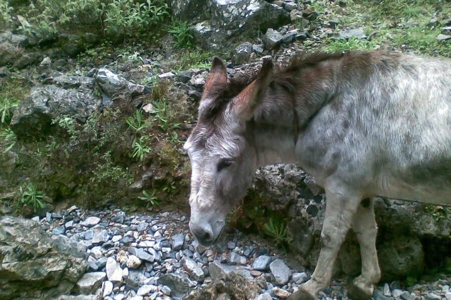 Crete: Samaria Gorge Hiking with transfer and expert Escort - Your Guide Matters: Ingrid, Nikos, Claudia, and Marcos