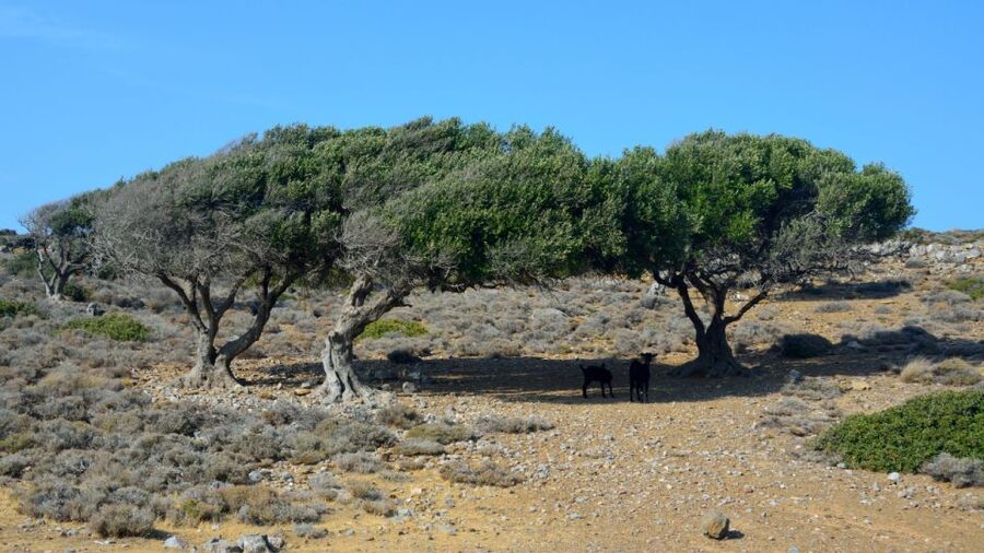 Crete: Vai Palm Forest, Itanos & Erimoupoli Beach, Road Trip - Northeast Crete by road: why this route feels wilder