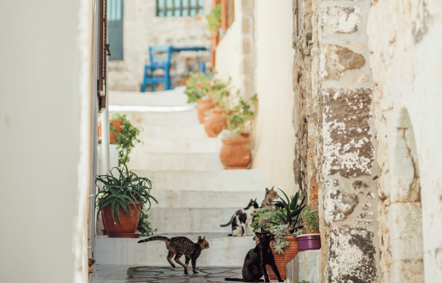 Cruise to Nisyros: Volcano, Nikia Village & Mandraki Trip - Panagia Spiliani Monastery climb: optional, but worth doing with the right mindset