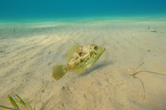 Discover Small Group Scuba Diving Experience in Nea Makri, Athens - The underwater session to 5 to 6 meters: what you’ll actually see