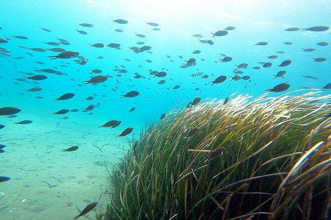 Discover Small Group Scuba Diving Experience in Nea Makri, Athens - Practical tips so your day feels easy, not stressful