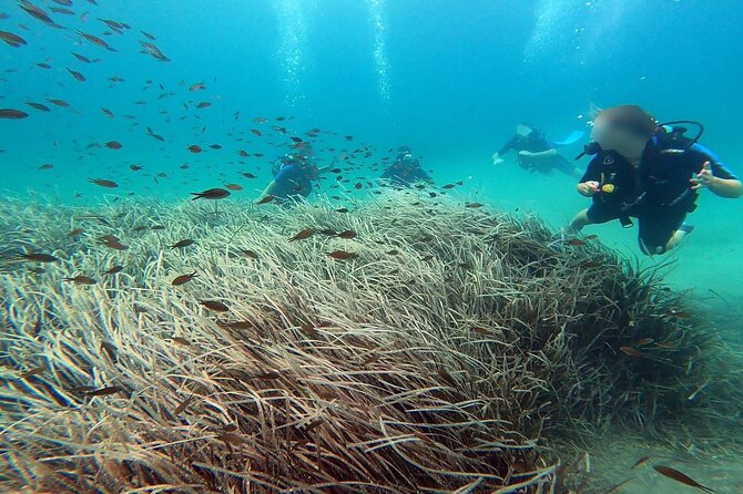 Discover Small Group Scuba Diving Experience in Nea Makri, Athens - Price and what $108.61 buys you in real value