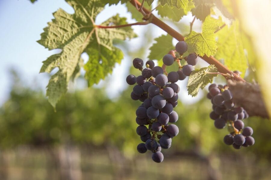 Evening of Wine and Scenic Views in Skiathos - The winery tour: short, practical, and focused on how wine happens