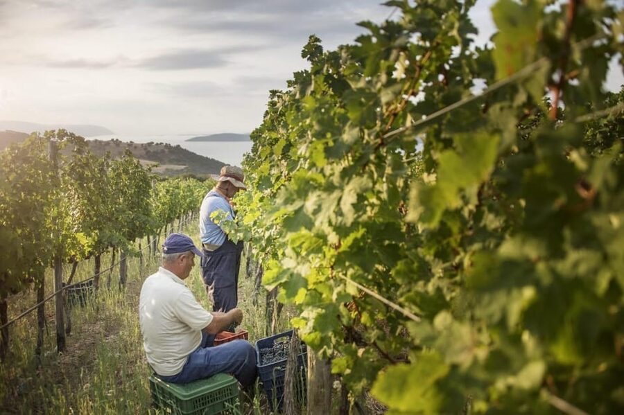 Evening of Wine and Scenic Views in Skiathos - Getting up the hill: transport is part of the deal