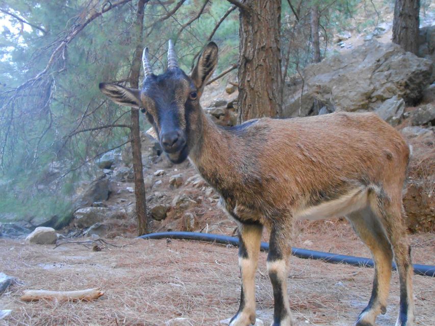 From Agia Galini/Matala: Samaria Gorge Hiking Tour - Key things you will notice on this tour