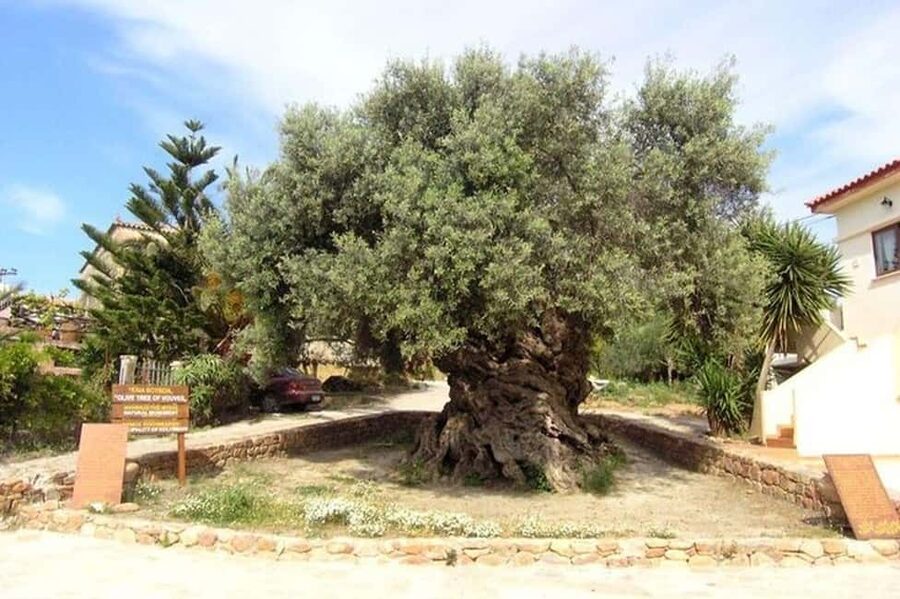 From Chania: Olive Oil, Wine, Cheese & Honey Tasting Tour - The family bakery stop, where you eat before you go heavy on cheese