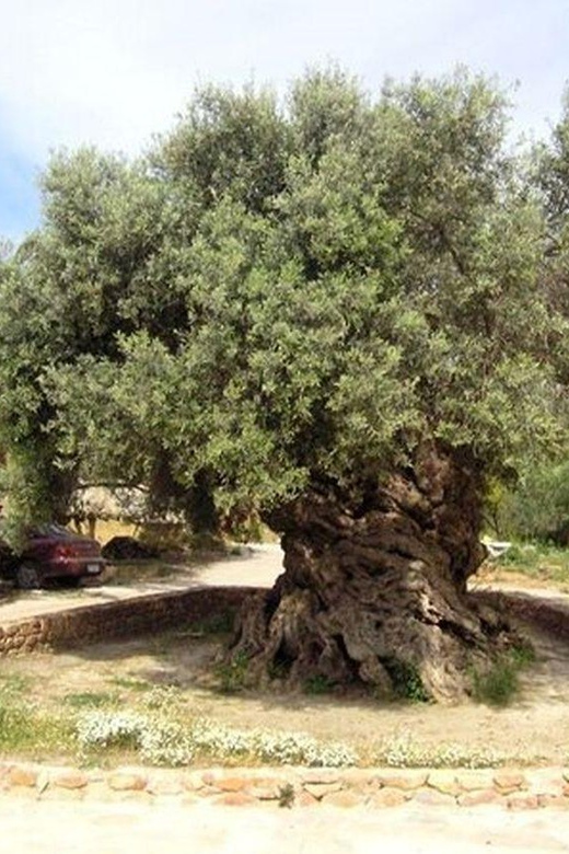 From Chania: Olive Oil, Wine, Cheese & Honey Tasting Tour - Traditional tasting platter: where everything meets on one plate