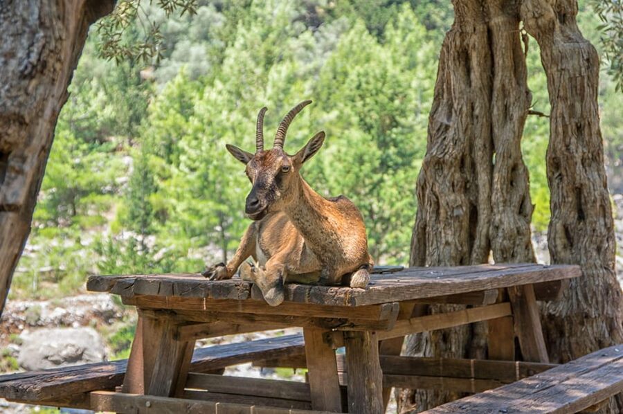 From Chania: Samaria Gorge with Professional Hiking Guide - Key things that make this Samaria Gorge day work