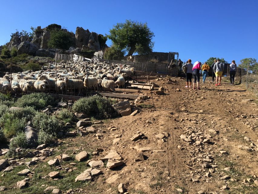 From Chania: White Mountains Land Rover Safari - The mitato visit and graviera cheese: what shepherd life actually looks like