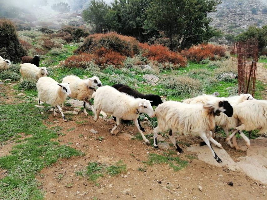 From Chania: White Mountains Land Rover Safari - Wildlife chances and the panoramic stop at 1,350 meters