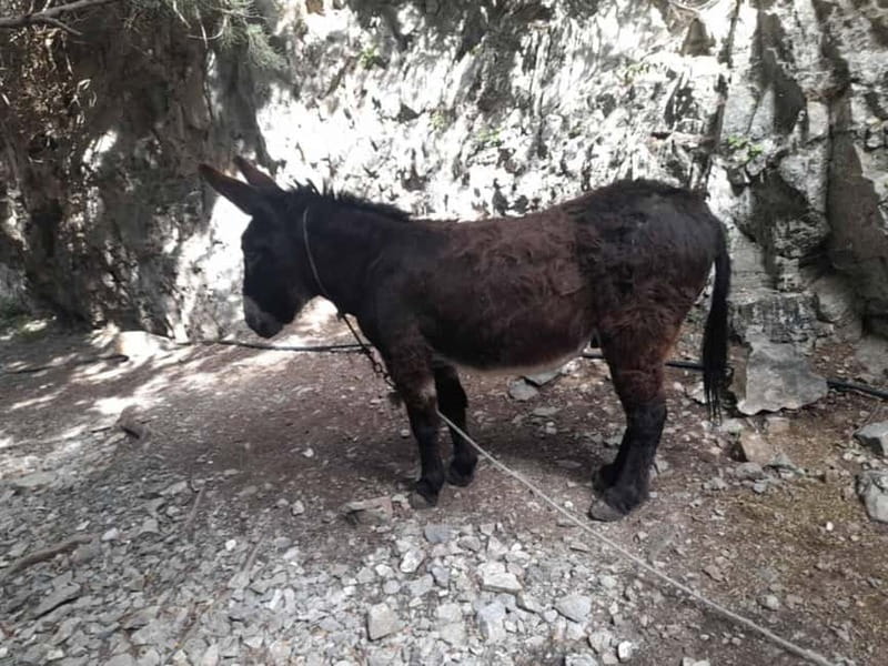 From Georgioupoli: Easy Hiking Day-Trip to Imbros Gorge - The Guide Factor: Alexandra Sets the Tone