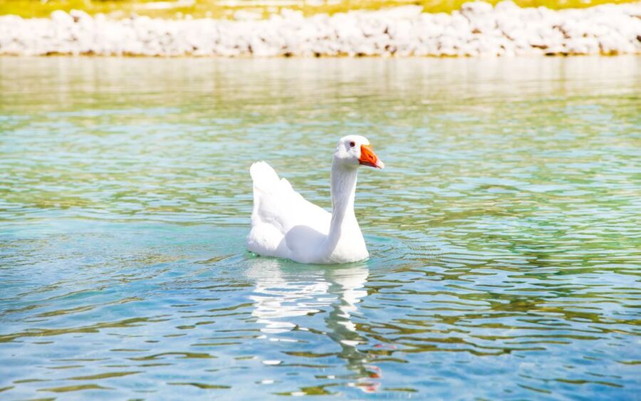 From Heraklion: Chania, Rethymno & Lake Kournas Full Day - Key Things You Should Know Before You Go