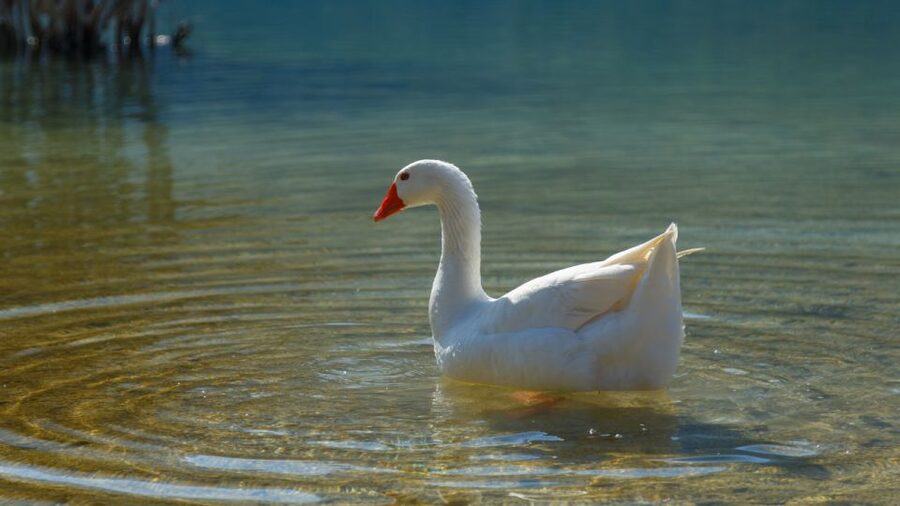 From Heraklion: Chania Town, Kournas Lake, and Rethymno Tour - Price and Value: Why $56 Can Make Sense