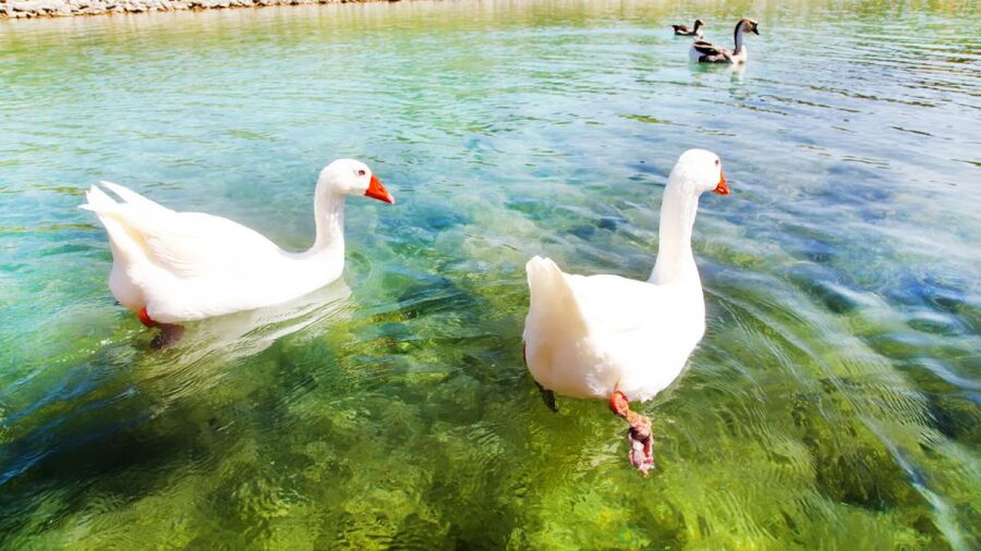 From Heraklion: Chania Town, Kournas Lake, and Rethymno Tour - Who This Tour Fits Best, and Who Might Prefer Another Plan