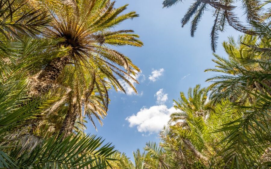 From Heraklion: Preveli Tropical Beach & Palm Forest Hike - The deeper-blue southern water and what to expect when you swim