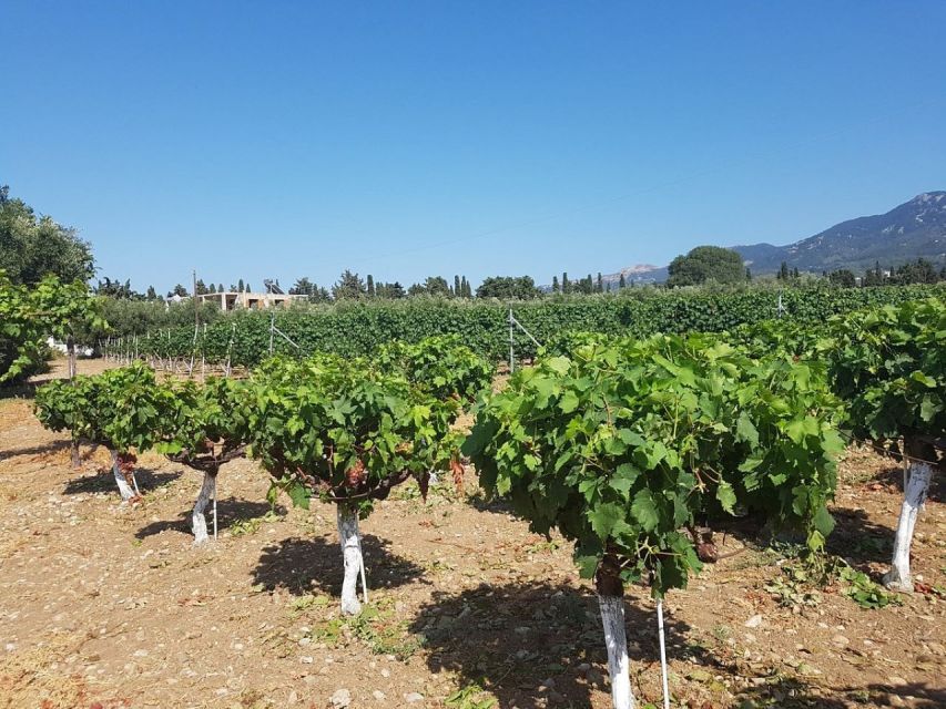 From Kos: Tour of 2 Wineries with Wine Tasting & Small Bites - Stop One at Petra Marinou: Organic Heritage With a Modern Touch