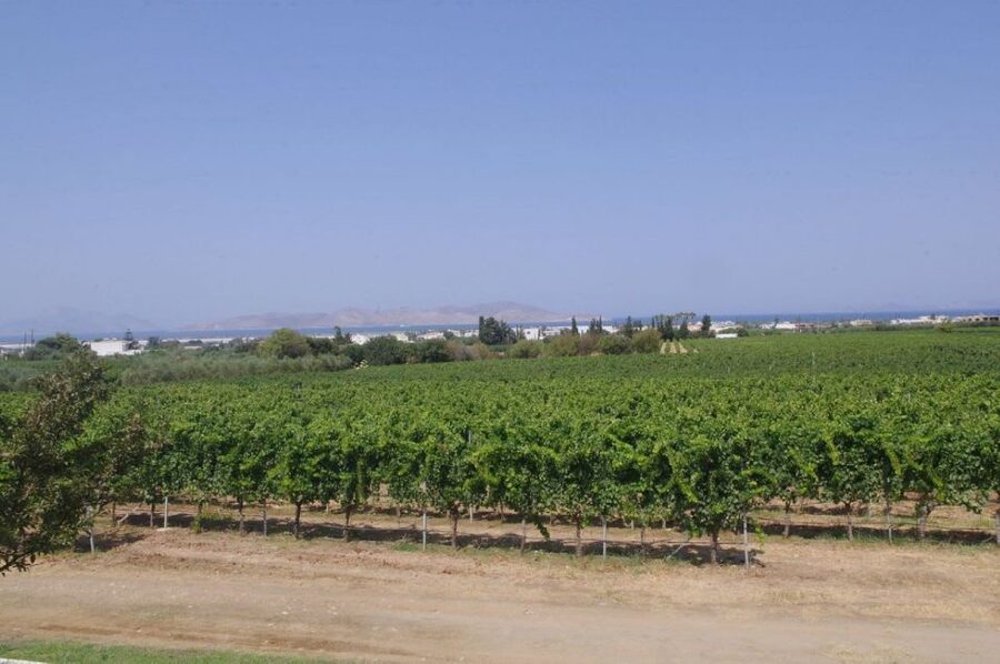 From Kos: Tour of 2 Wineries with Wine Tasting & Small Bites - Learning the Five-Step Taste: How to Compare Like a Pro