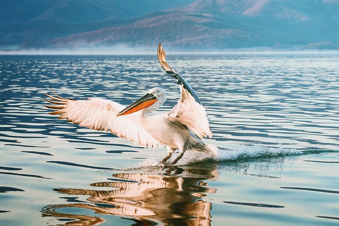 From Thessaloniki: Private Day Trip to Kerkini Lake - Lake Kerkini: what makes this wetland worth your day
