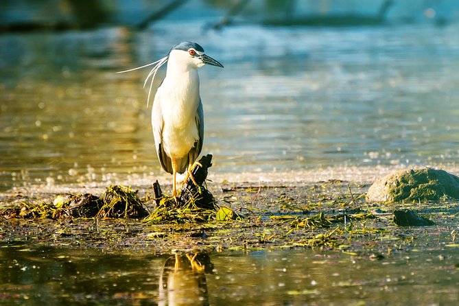 From Thessaloniki: Private Day Trip to Kerkini Lake - Lithotopos Dam bird watching: the main show