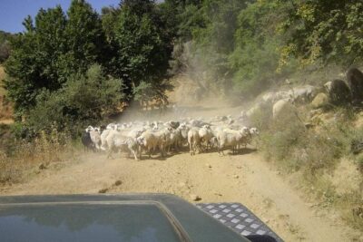 Full-Day Land Rover Safari from Heraklion with Lunch
