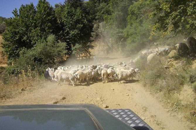 Full-Day Land Rover Safari from Heraklion with Lunch - Mitato Shepherding, Livestock Feeding, and a Cheese-Making Moment