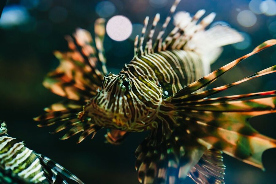 Heraklion Area: CRETAquarium Admission Ticket - CRETAquarium at Thalassokosmos: What You’re Paying For