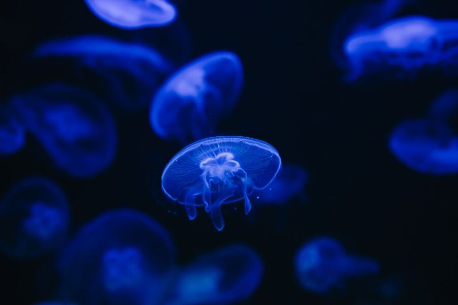Heraklion Area: CRETAquarium Admission Ticket - Getting to CRETAquarium from Heraklion, Malia, and Hersonissos