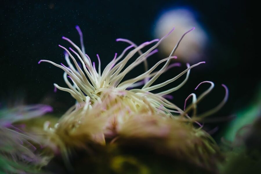 Heraklion Area: CRETAquarium Admission Ticket - Mediterranean Caves and Crevices: Stingrays and Scorpionfish