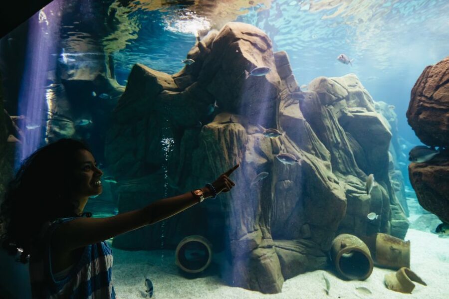 Heraklion Area: CRETAquarium Admission Ticket - Open Ocean Viewing: Sharks and That Feed-Time Energy