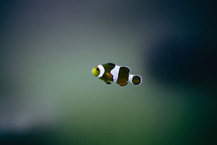 Heraklion Area: CRETAquarium Admission Ticket - Shallow, Open-Topped Tanks: Jellyfish and Clownfish From a New Angle