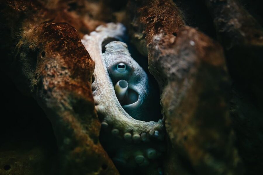 Heraklion Area: CRETAquarium Admission Ticket - Ticket Value and How Long You’ll Actually Need