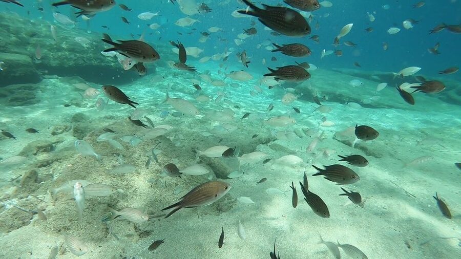 Heraklion: Beginner Scuba Diving Lesson with PADI Instructor - The Video Afterward, and the Real Meaning of “Not Included”