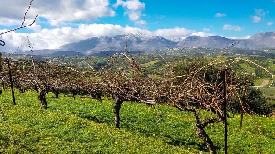 Heraklion: Cretan Wine Tasting Tour & Gourmet Lunch - Olive oil tasting and the sweet-sour flavors that make Crete taste like Crete