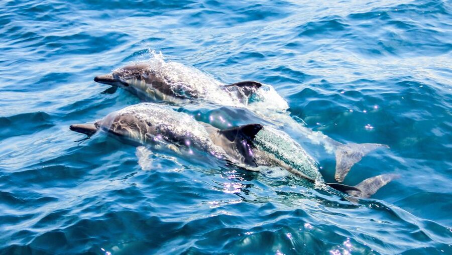 Heraklion: Dia Island Sailboat Cruise with Swimming and Meal - Who should book this cruise, and who might want a different day