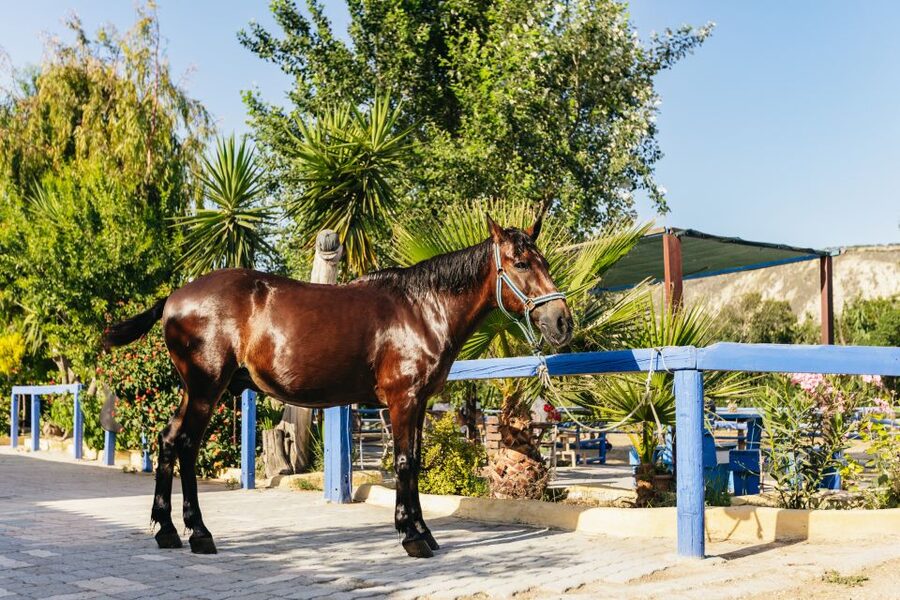 Heraklion: Finikia Horse Riding Tour with Lunch or Dinner - Canter for advanced riders: when you might get more speed