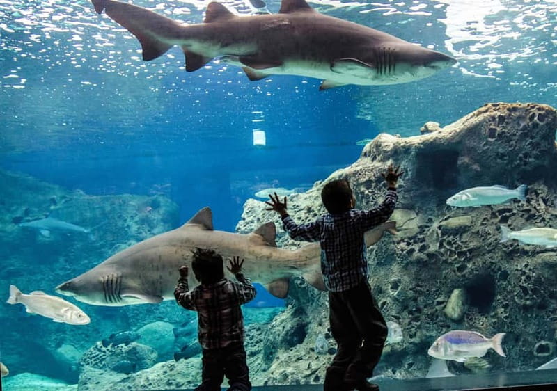 Heraklion: Heraklion Market & CretAquarium <em>SKIP The Line – Key highlights to plan around’ /></p>
<ul>
<li><strong>Cretaquarium skip-the-line tickets bought on board</strong> so you spend less time queuing</li>
<li><strong>Jellyfish time</strong> is treated as the standout photo and wow moment inside</li>
<li><strong>Liberty Square sights</strong> including the Venetian Lion Fountain Morosini area</li>
<li><strong>Koules Fortress and Venetian Walls</strong> give you that “old port city” look fast</li>
<li><strong>Open-air market browsing</strong> with a solid chunk of time to compare prices and souvenirs</li>
</ul>
<h2 id="cretaquarium-first-skip-the-line-tickets-and-the-jellyfish-moment">Cretaquarium first: skip-the-line tickets and the jellyfish moment</h2>
<p><img width="800" height="450" decoding="async" src=