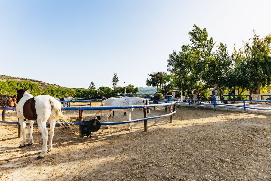 Heraklion: Horse Ride in the Cretan Mountains - Horses and Rider Matching: What Mixed Levels Feel Like