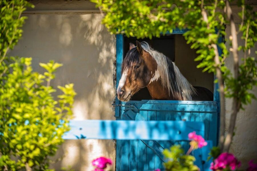 Heraklion: Horseriding Day Tour with Lunch and Transfer - Cretan lunch with house wine, and why the family-table setup is a big value