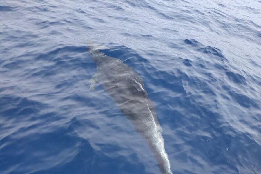 Heraklion: Nature Reserve Dia Island Full-Day Cruise & Lunch - Agrilia Bay, oregano air and an uncrowded first swim