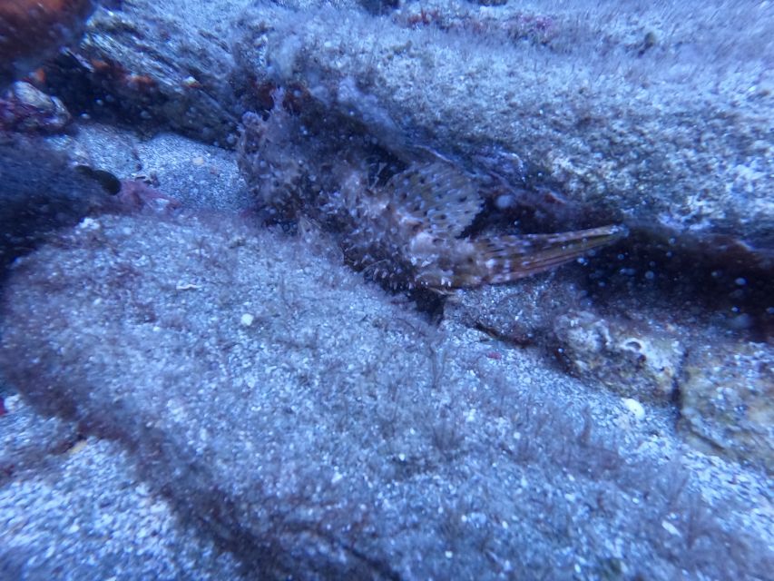 Heraklion: Scuba Diving Experience for Beginners _Beach - Gear, Wetsuit Fit, and Why You Feel Taken Care Of