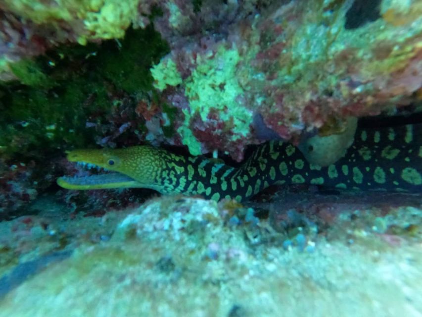 Heraklion: Scuba Diving Experience for Beginners _Beach - Safety, Health Limits, and Who Should Think Twice
