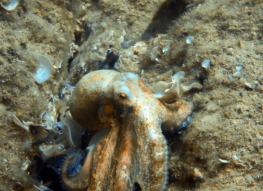 Heraklion: Scuba Diving Experience for First-Timers - The Ligaria Water Session: What the 1.5 Hours at the Beach Is Really Like