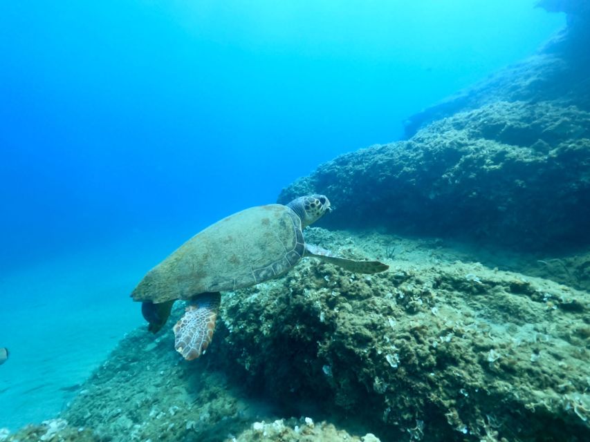 Heraklion: Scuba Diving Experience for First-Timers - Pickup, Van Ride, and Where You Actually Meet